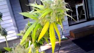 Indoor marijuana grow, day 55