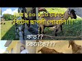 Assam hills ছাগলীৰ পৰা Beetal পোৱালি উলিওৱা পদ্বতি||Artificial Insimination in goat||