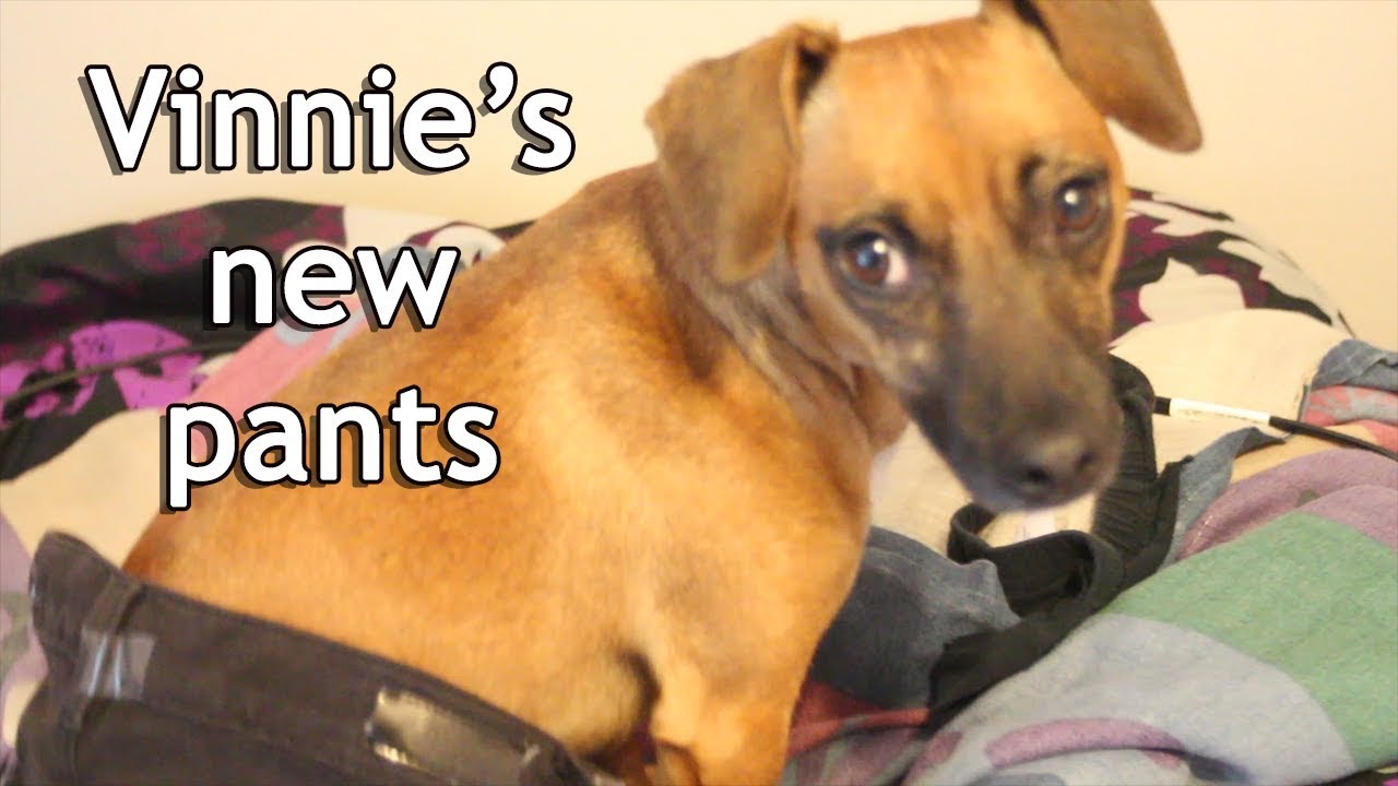 dog video shorts dog video shorts