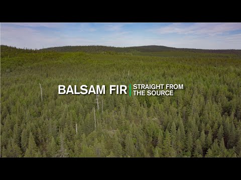 Straight From the Source Balsam Fir