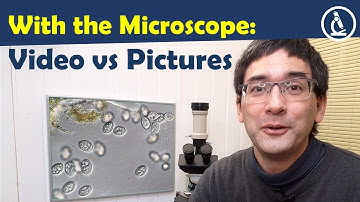 🔬 Should you make videos or photographs with a microscope? What