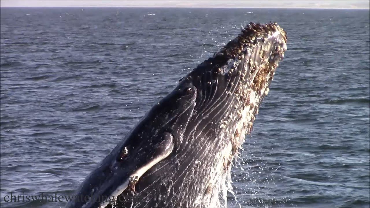 10.7.24 Breaching & Lunge feeding Humpback Whales