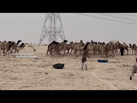لا نوينا ميناوينا الضباعي