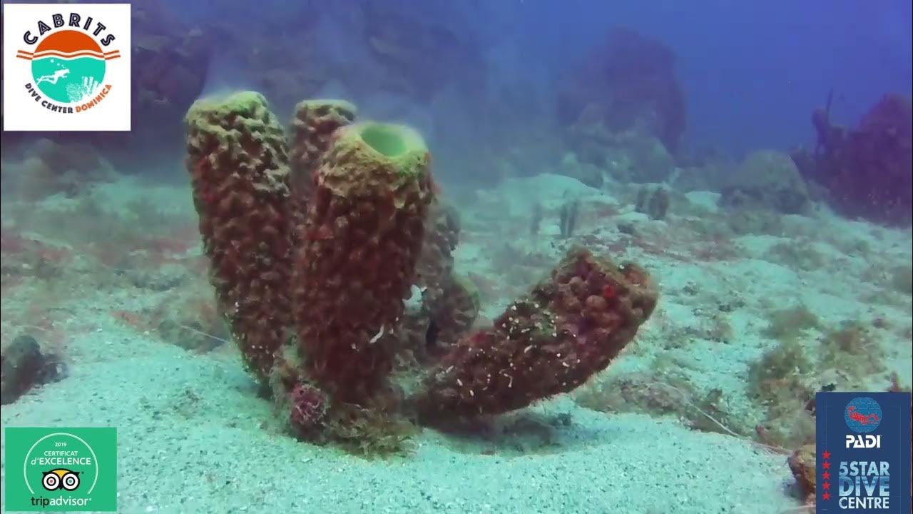 Reproduction of tubular sponges Reproduction des éponges tubulaires
