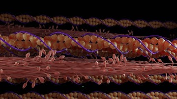 How Muscles Really Work | Animation of Muscle Contraction
