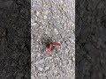 살짝수염홍반디.(딱정벌레목이라네요.) #살짝수염홍반디 #딱정벌레 #insects #昆虫