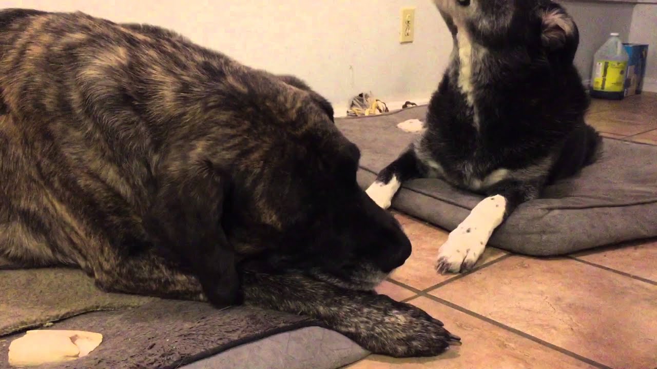 english mastiff great pyrenees mix