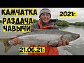 Много ЧАВЫЧИ на Камчатке! Рыбалка на чавычу! Королевский лосось на реке Большая! King salmon fishing