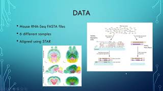 Destinee Morrow Capstone Presentation Spring 2020