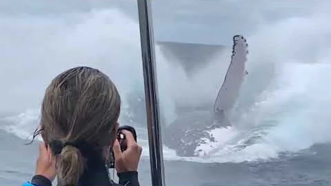 Whale jumps out of nowhere during sight seeing tour