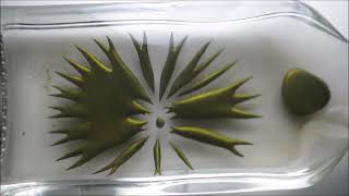 my golden ferrofluid dancing to old funky beat