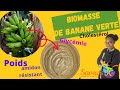 incroyable biomasse de banane verte - SAVEURS K