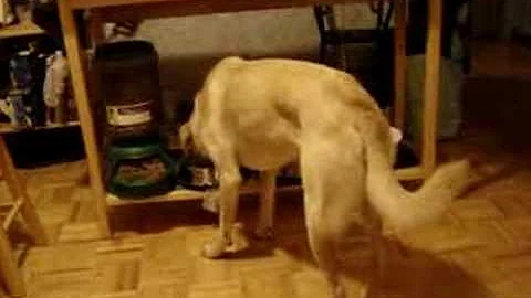 Floyd Goode Service Dog get bowl