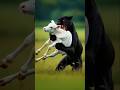 Cow and Tiger beutiful story #ai #shorts #youtubeshorts #aishorts