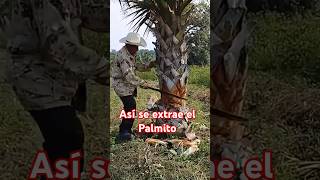 así se extrae el Palmito #noticias #videoviral #tantoyuca