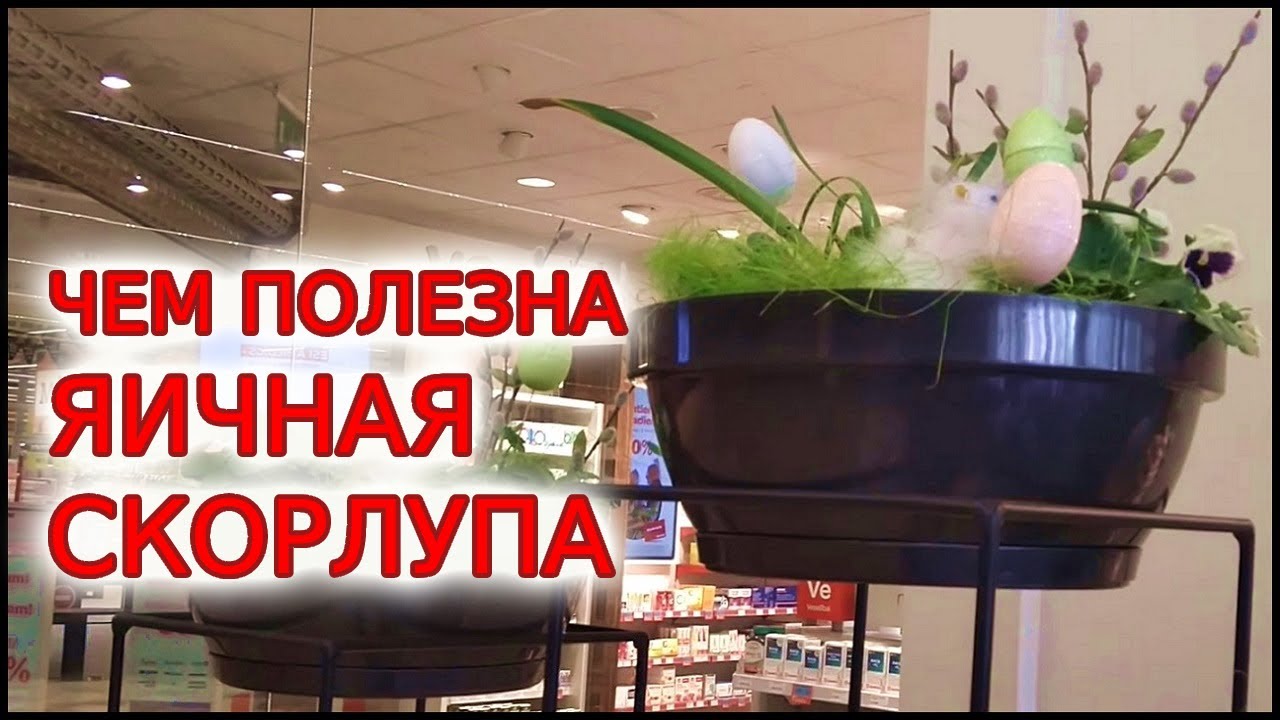 Чем полезна яичная скорлупа. Как собирать и правильно использовать ...