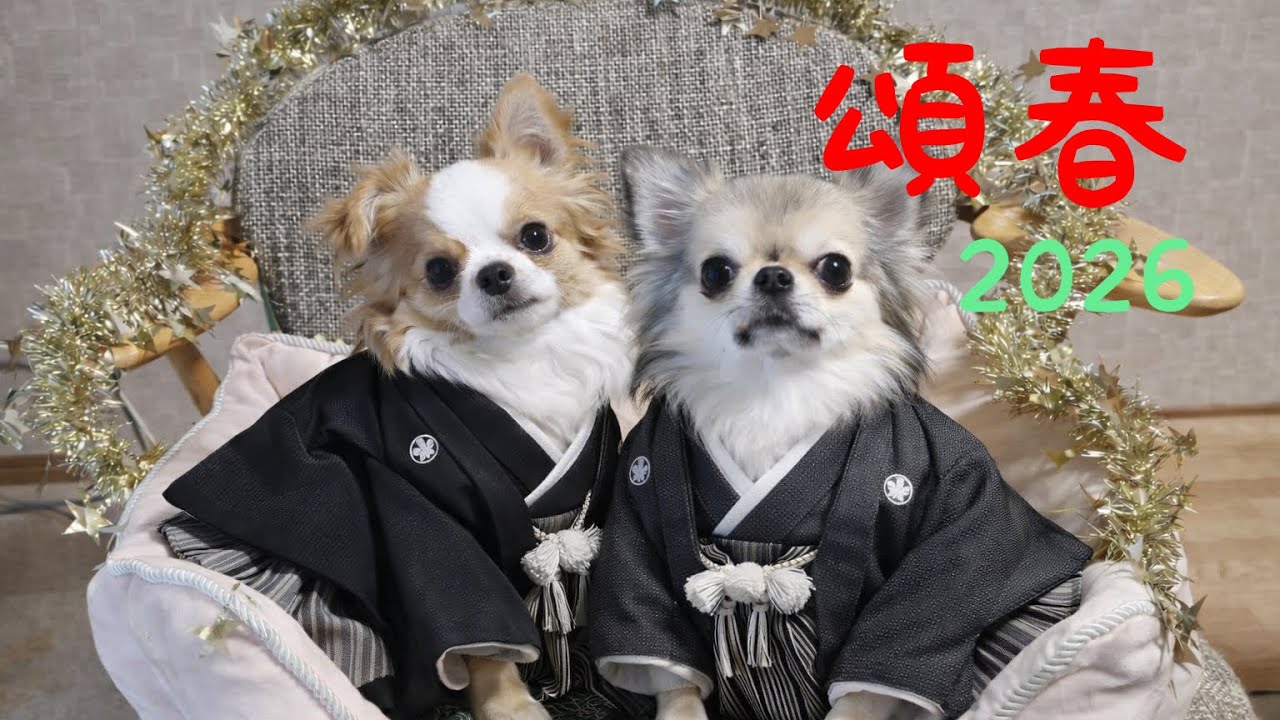 あけおめごまこじ2026