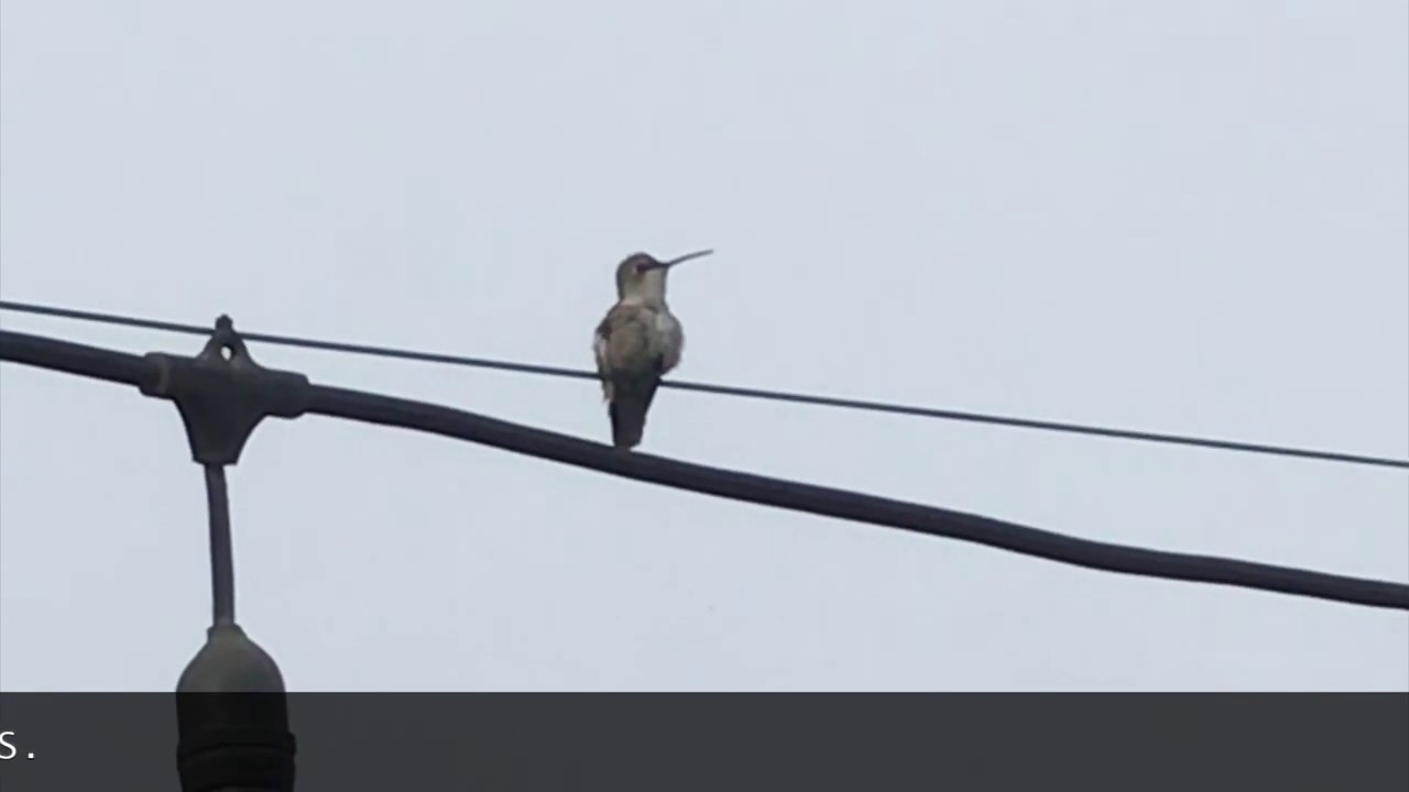 Ultimate Journey: Hummingbird's Routine - YouTube