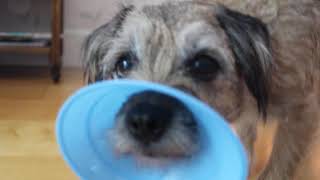 Border terrier, Norfolk terrier and crossbreed puppy tricks!