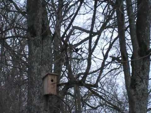 Video: Kā Strazds Izskatās Jaundzimušajam