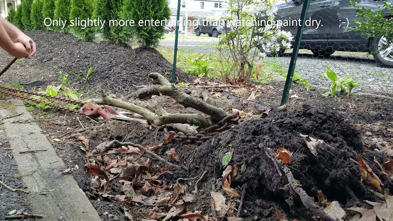 Removing a Tree Stump with a Chain Hoist / Come Along. - YouTube