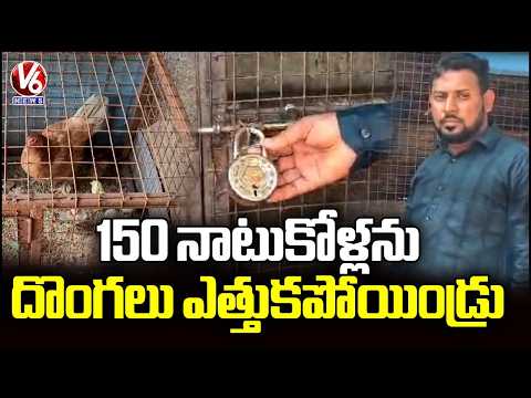 Chicken Theft in Sangareddy : Thief Steals 150 Desi Chickens Worth ₹1.2 Lakh | V6 News - V6NEWSTELUGU