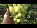 Созревшие сорта винограда на 20 августа в Сумской области.