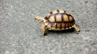 Adorable Turtle S To Brighten Your Day: Cute And Funny Moments Caught On Camera