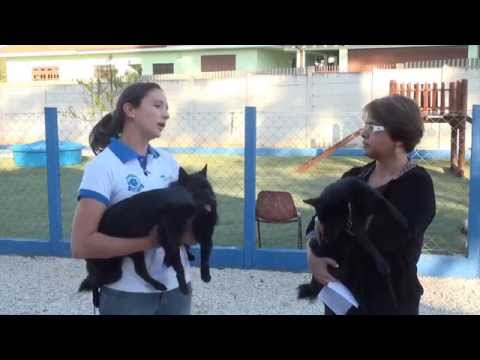 Vídeo: Raça De Gos Schipperke Hipoalergènic, De Salut I De Vida