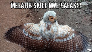 Tips Melatih skill Burung Hantu Galak