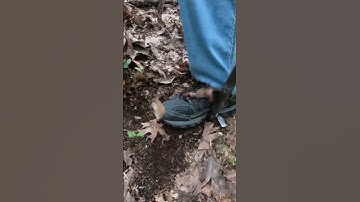 Short #100 - Oxen Shoe, metal detecting with the Nokta Makro Simplex.   #metaldetecting