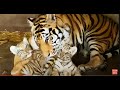 Очень умная и ласковая тигрица и ее ПОЛОСАТЫЕ ДЕТИ!  Аffectionate tigress and her  CHILDREN! !