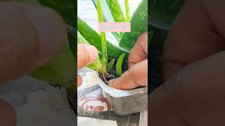 Tip To Get A Lots Of Baby Plants