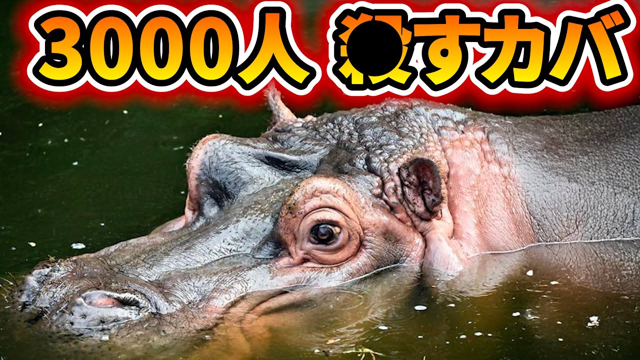 年間3000人以上が犠牲に…恐怖の⚫︎⚫︎カバ【薬理凶室対談シリーズ】