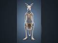 Kangaroo itna door jump kaise karta hai? 😱 Science revealed! #shhort #facts #animals