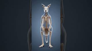 Kangaroo itna door jump kaise karta hai? 😱 Science revealed! #shhort #facts #animals