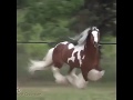 الفرس والحصان الرائع      the horse