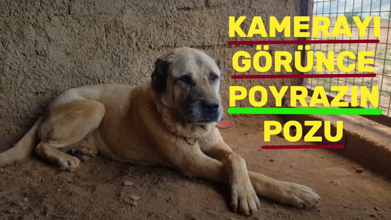 Kopeginizi Zincire Alistirmanin En Kolay Yolu Kopeklere Dikenli Tasma Neden Takilir Youtube