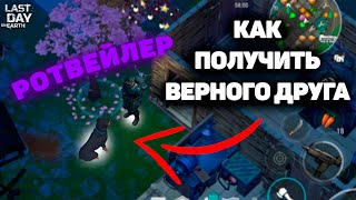 ВЕРНЫЙ ДРУГ РОТВЕЙЛЕР В ЛАСТ ДЕЙ🔥 | КАК ПОЙМАТЬ ОСЁТРА В ЛДОЕ🤯 last day on earth survival