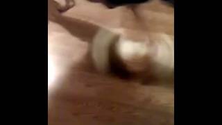 Spinning my Cat on Wood Floor