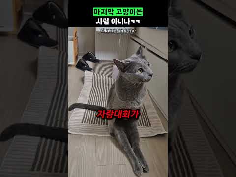 마지막 고양이는 사람 아니냐ㅋㅋ thumbnail