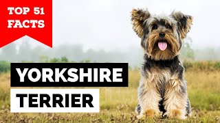 99% of Yorkie Owners Don't Know This