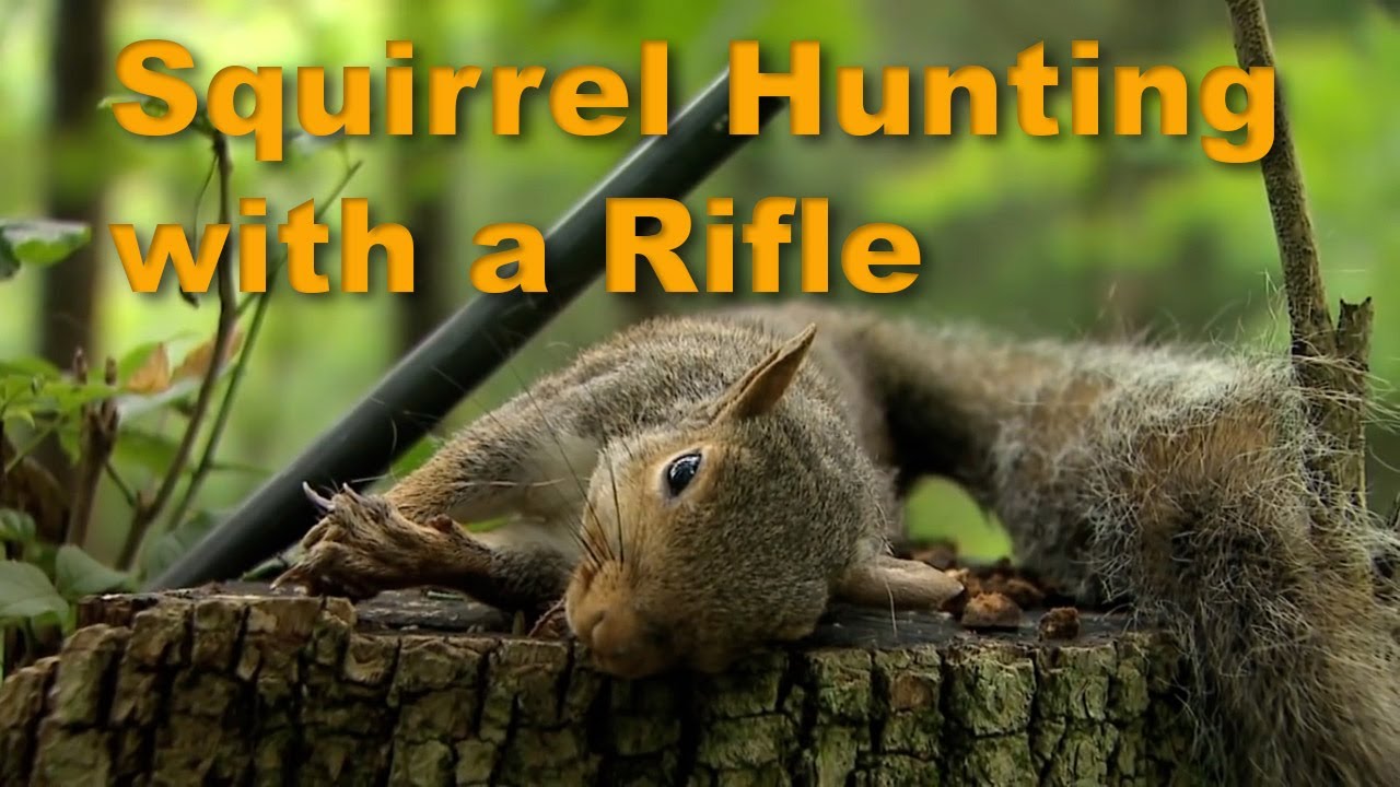 Prepping to use a Rifle for Squirrel Hunting