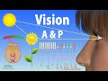 Vision anatomy and physiology animation