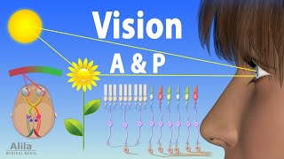 Vision Anatomy And Physiology Animation