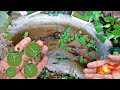 Serok ikan hias warna warni ikan koi komet glofish Guppy ikan nila Kura kura ikan sapu-sapu part 15