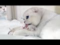 Scottish Fold gives birth to 3 cute kittens | Pregnant Silver Cat giving birth to adorable baby cats