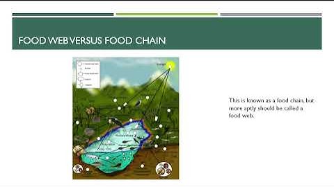 13.2 Trophic Structure