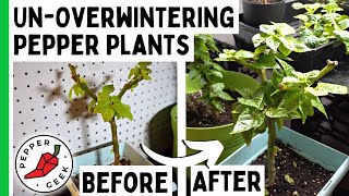 Un-Overwintering Pepper Plants - Coming Out Of Hibernation - Pepper Geek