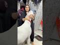 Mera piya ghar aaya or laal ji bakra aa gaya mashallah❤️#viralshort #houswifevlog #shorts #ytshorts